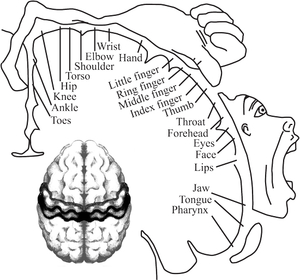 Homunculus and brain